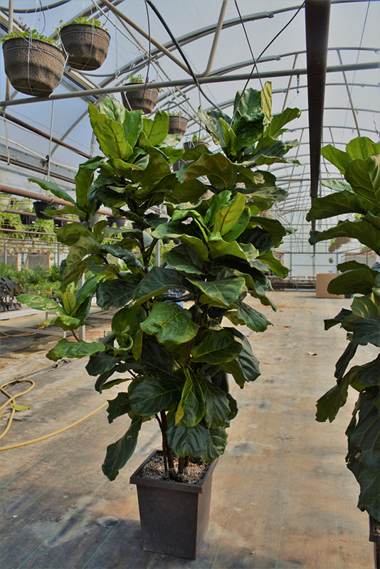 10" Ficus Lyrata Std