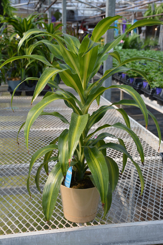 6" Dracaena Hawaiian Sunshine Bush