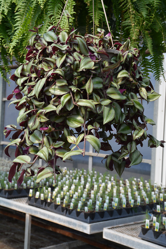 6" Tradescantia Zebrina