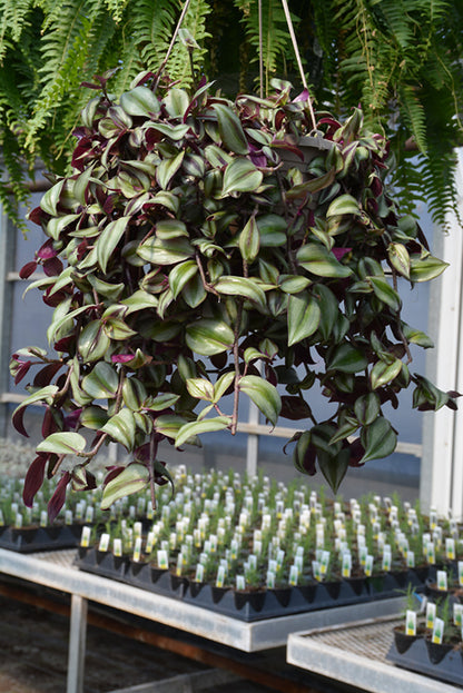 6" Tradescantia Zebrina