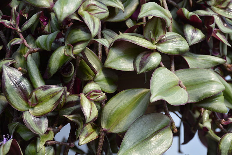 4" Tradescantia Zebrina plant photo