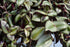 4" Tradescantia Zebrina plant photo