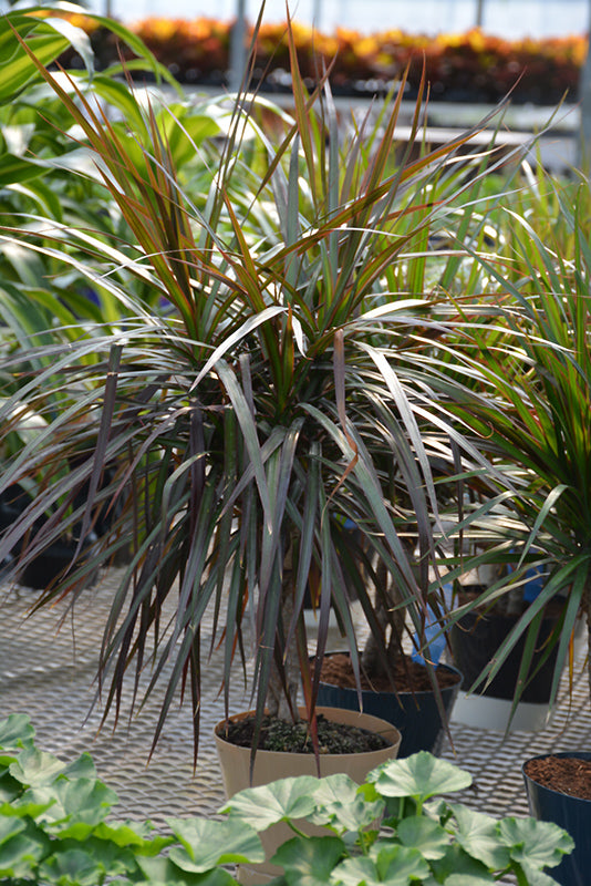 12" Dracaena Marginata