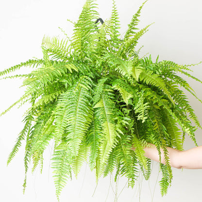 6" Fern Tiger plant photo