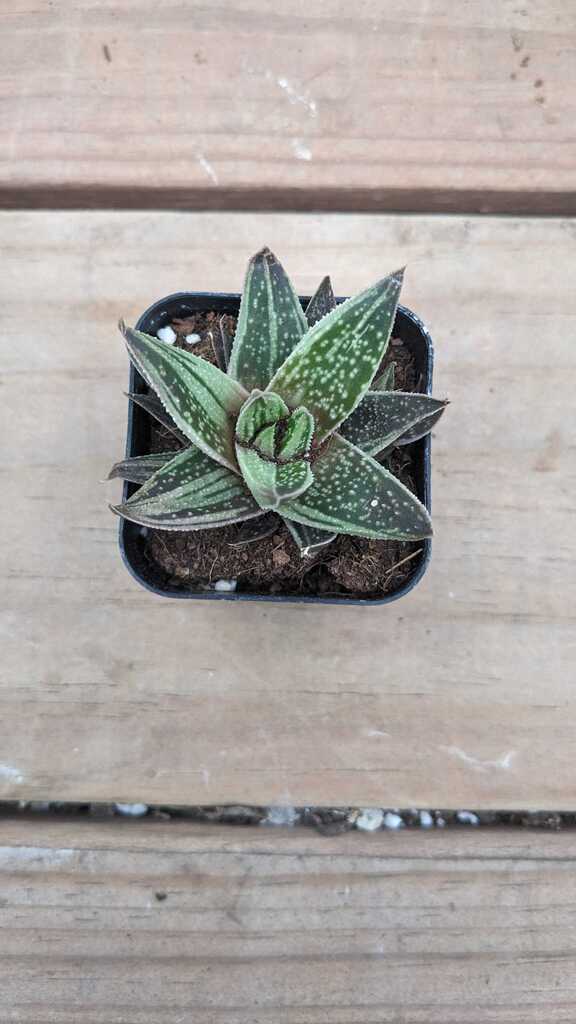 Gasteraloe Thais