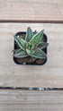 Gasteraloe Thais