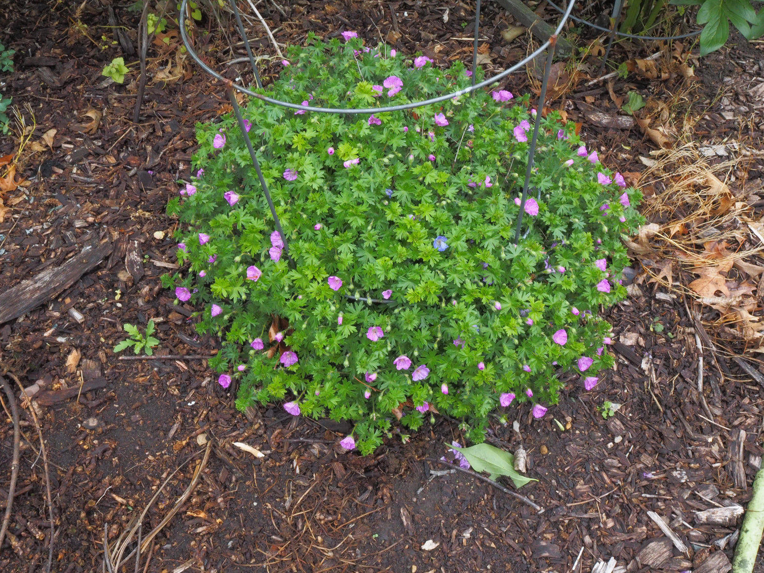 Geranium Max Frei 1 gal plant photo