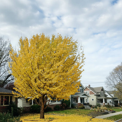 Ginkgo &