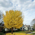 Ginkgo &