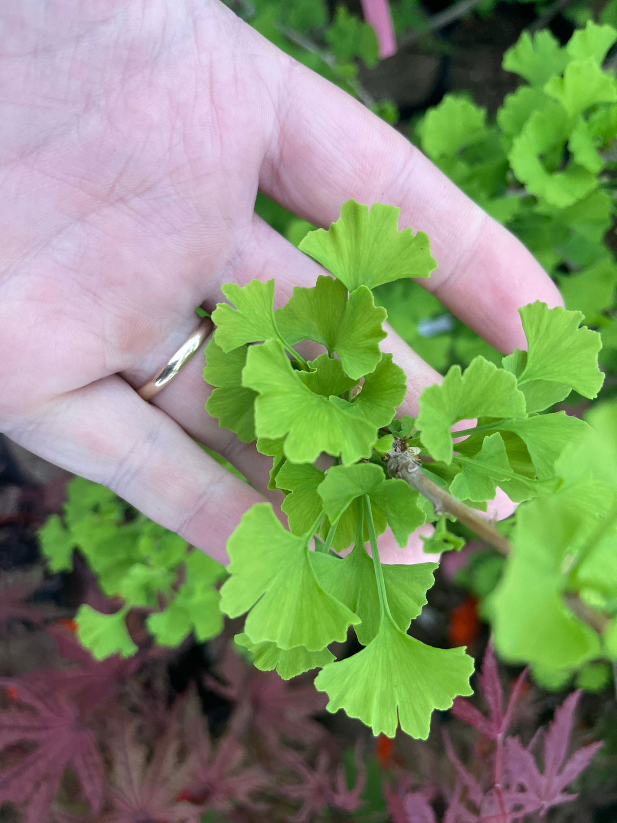 Ginkgo &