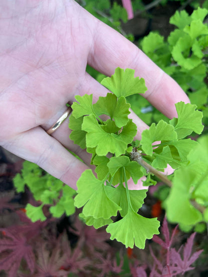 Ginkgo &