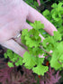 Ginkgo &