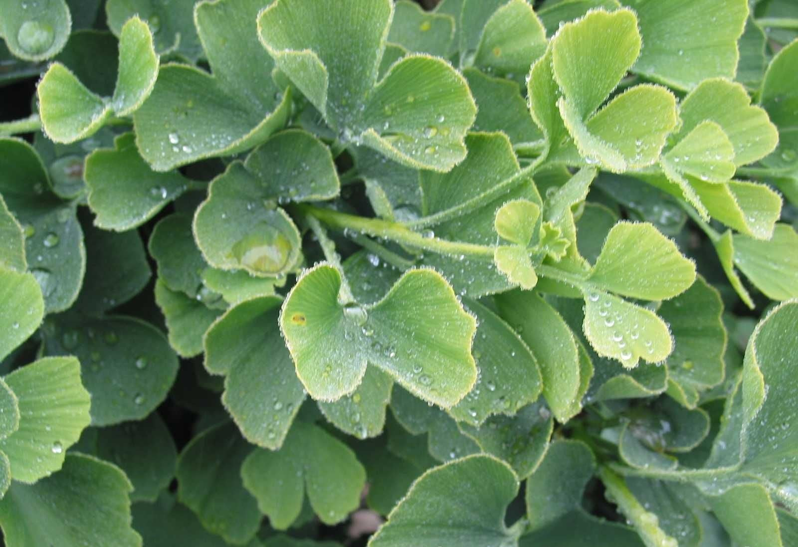 Ginkgo &