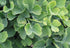 Ginkgo &