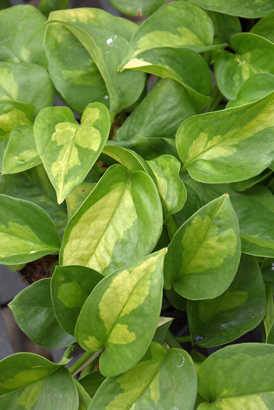 6" Pothos Global Green