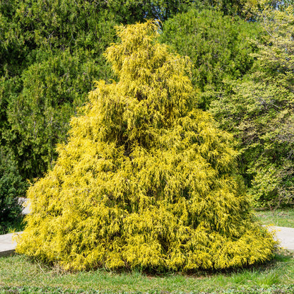 False Cypress &