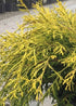 False Cypress &