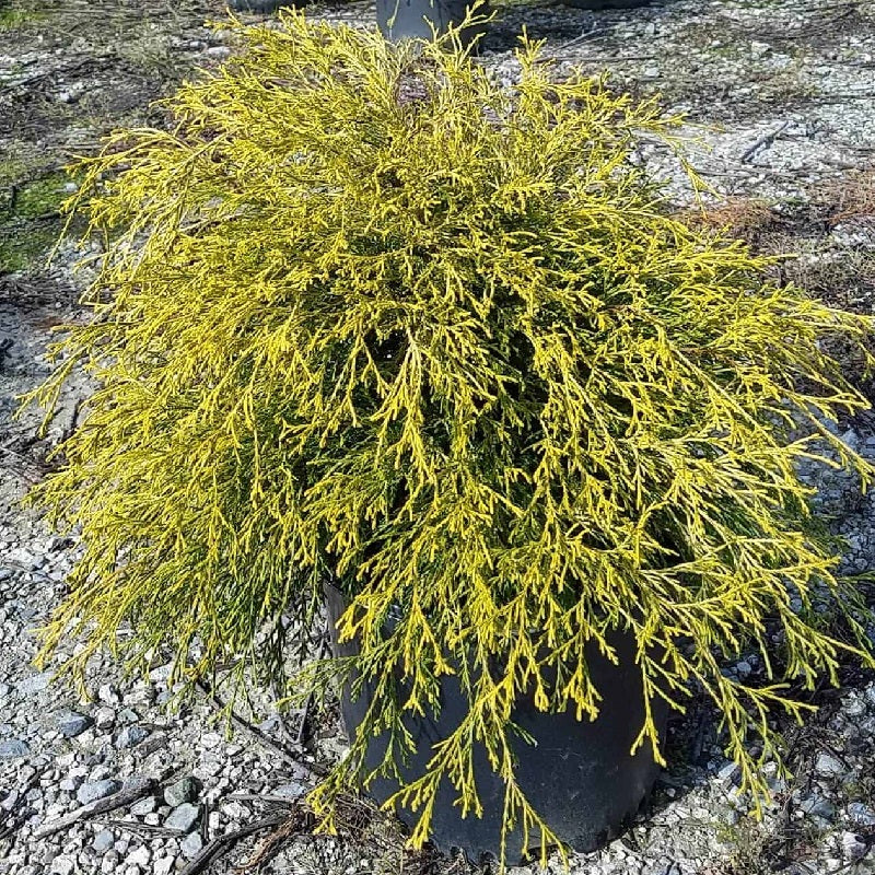 False Cypress &