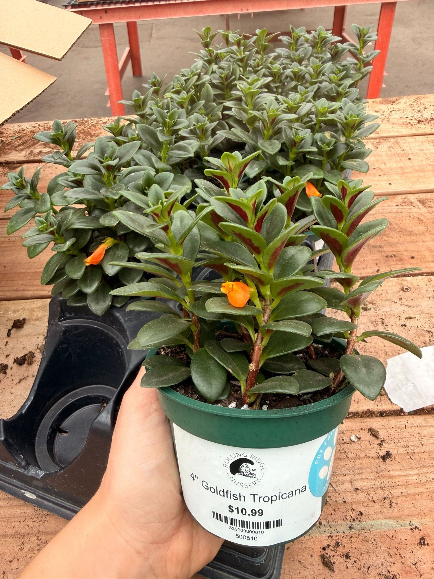 4" Goldfish Tropicana