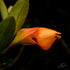 4" Goldfish plant photo