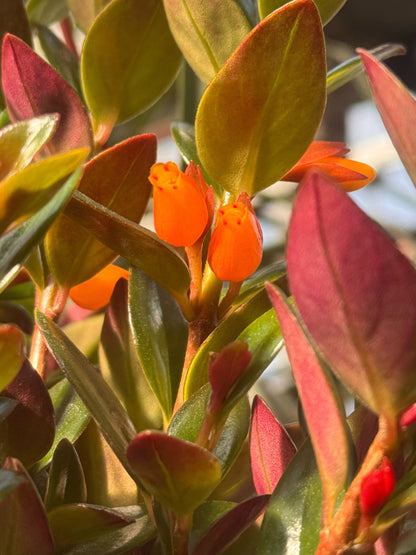 8" Goldfish Plant