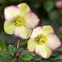 Helleborus &