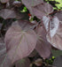 Redbud &