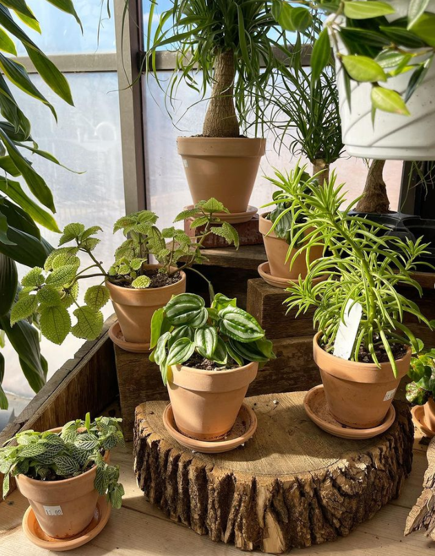 Rolling Ridge Nursery Online Store Saint Louis, MO Local Plant Shop