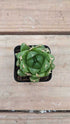 Haworthia Cooperi