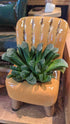 Haworthia Truncata