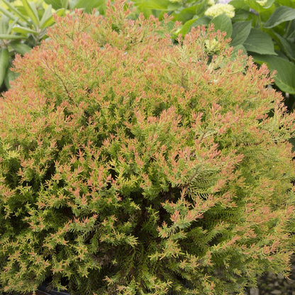 Arborvitae &