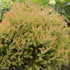 Arborvitae &