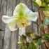 Helleborus Frostkiss Molly&