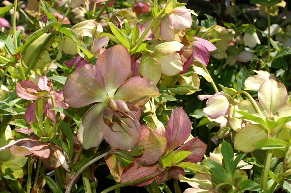 Helleborus Royal Heritage 