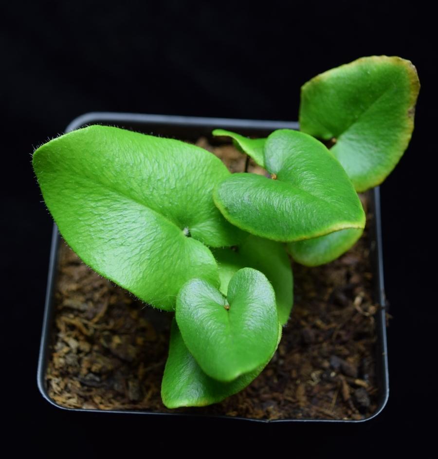 4" Fern Heart plant photo