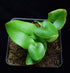 4" Fern Heart plant photo