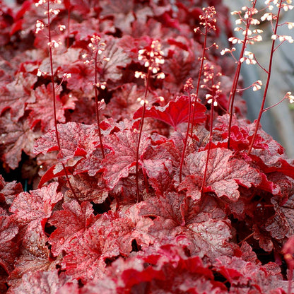 Heuchera Cajun Fire 1 gal plant photo