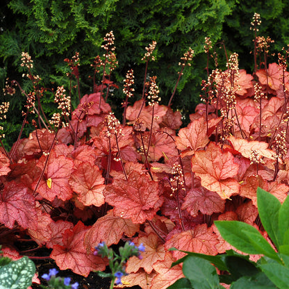 Heuchera Georgia Peach 1 gal plant photo