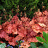 Heuchera Georgia Peach 1 gal plant photo