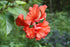 6" Hibiscus plant photo