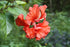 8" Hibiscus plant photo