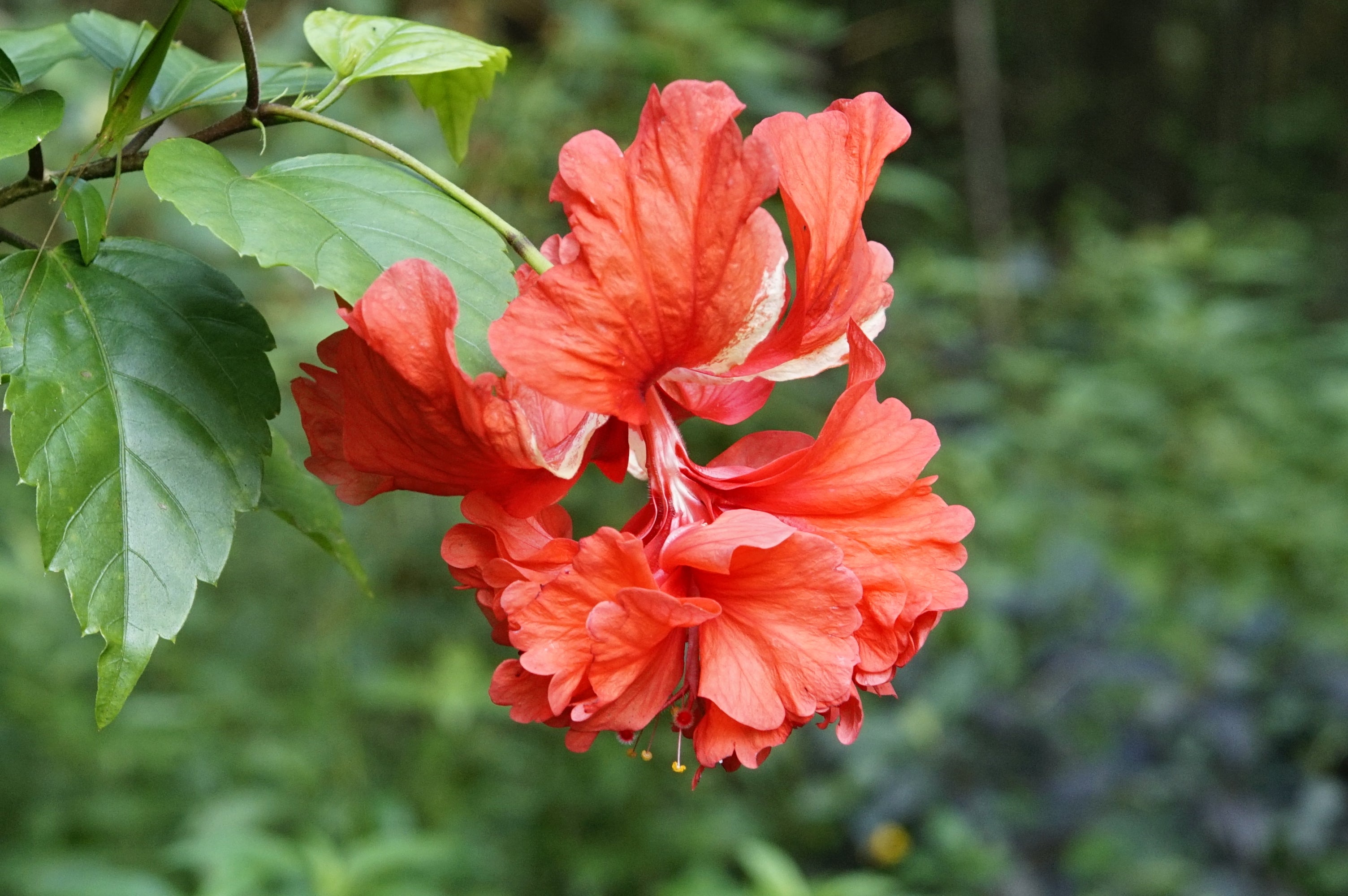 12" Hibiscus Std plant photo