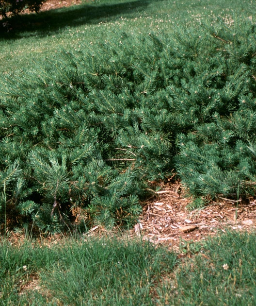 Pine &