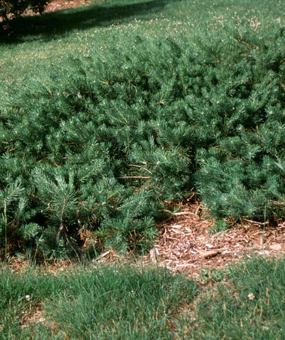 Pine &