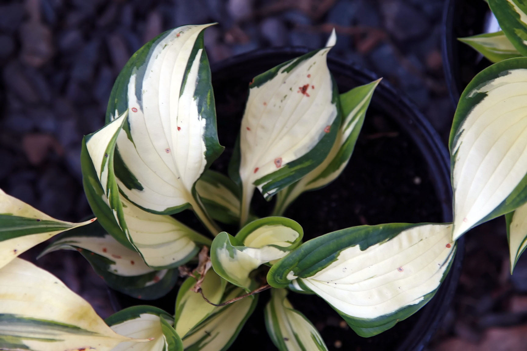 Hosta &
