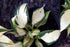 Hosta &