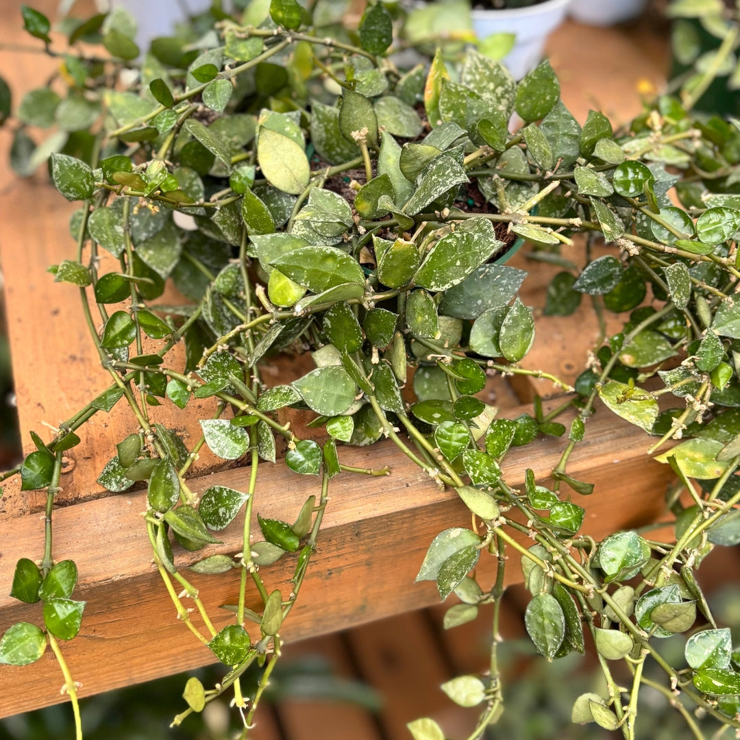 4" Hoya Krohniana Silver Splash plant photo