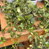4" Hoya Krohniana Silver Splash plant photo