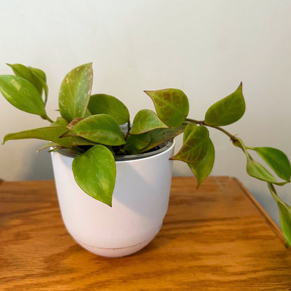 6" Hoya Sunrise plant photo