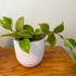 6" Hoya Sunrise plant photo